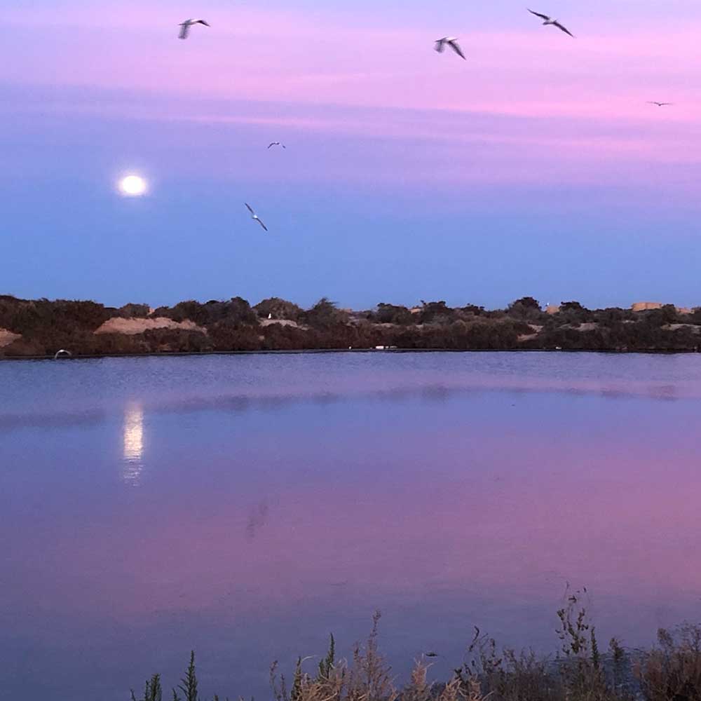 Birdlife at Salinera Española