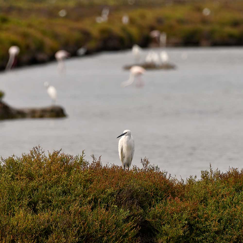 Birdlife at Bras del Port