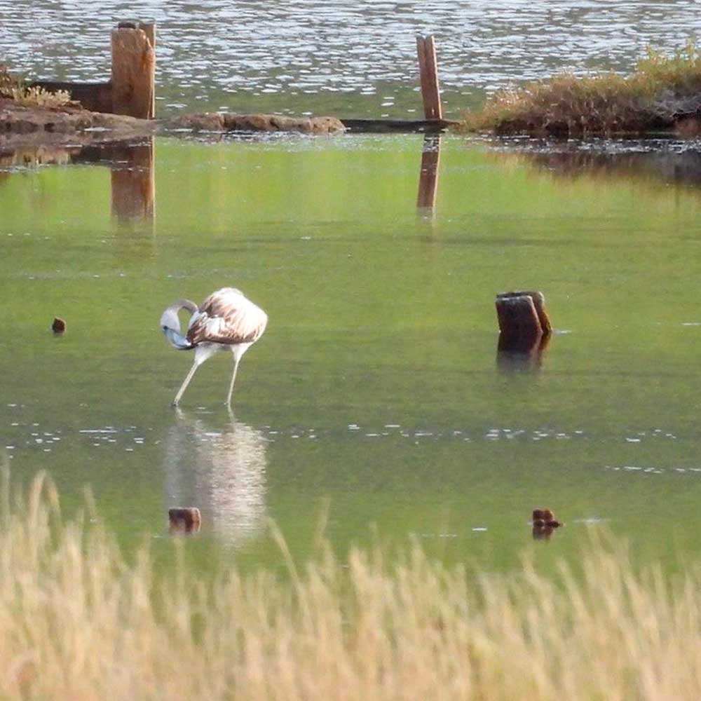 Birdlife at Solana Pag