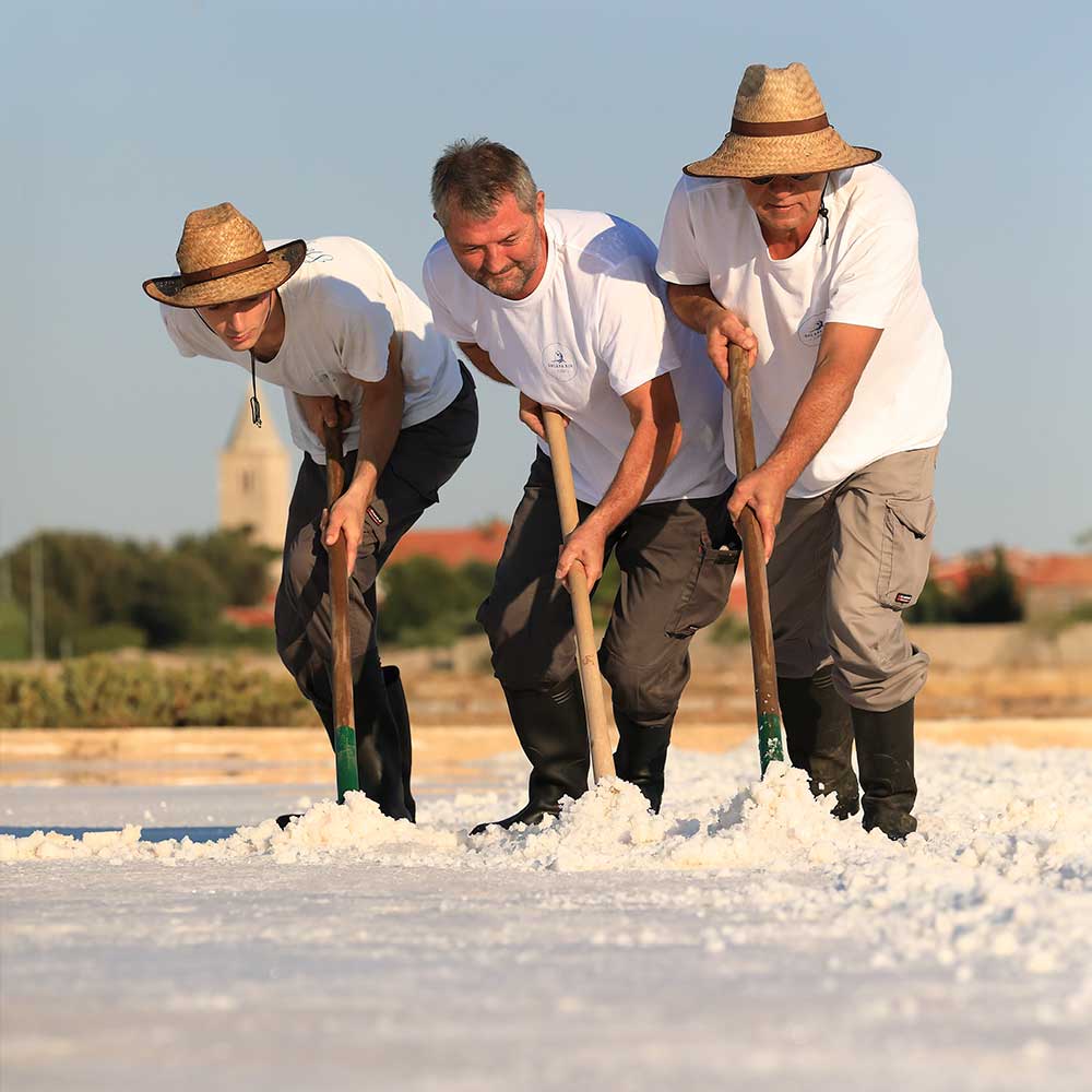 Harvesting at Solana Nin