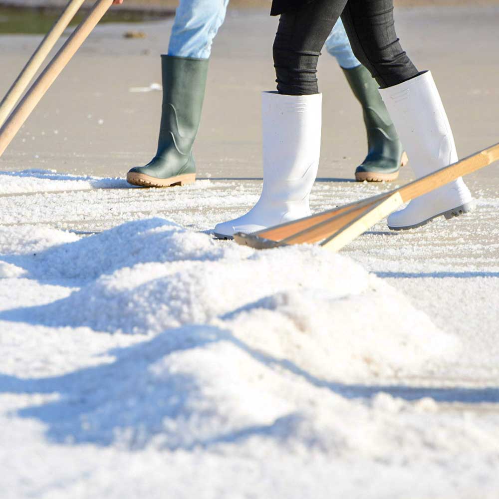 Harvesting at Solana Pag