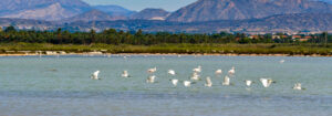 Salt pans and migratory birds resting at a European sea saltworks