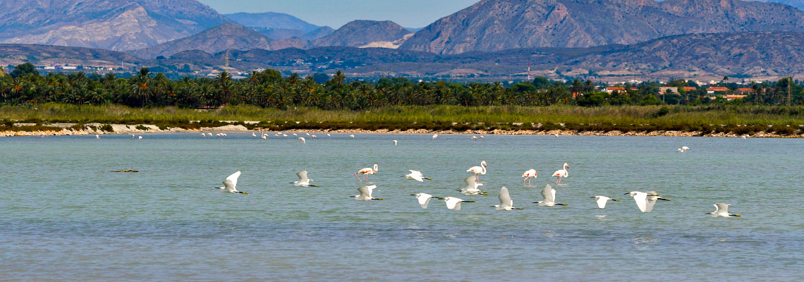 Salt pans and migratory birds resting at a European sea saltworks